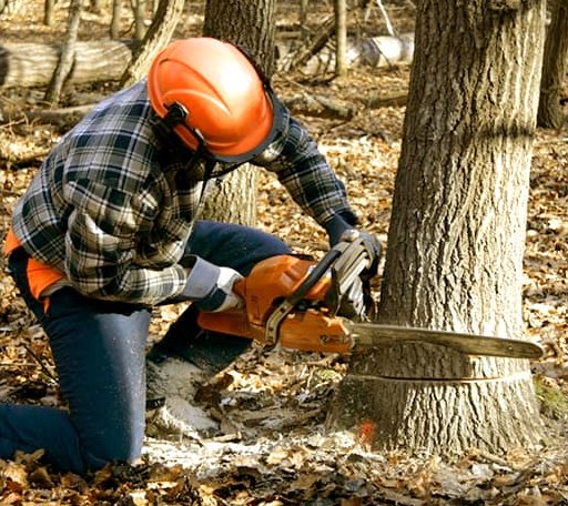 Tree Removal in Curlew, IA